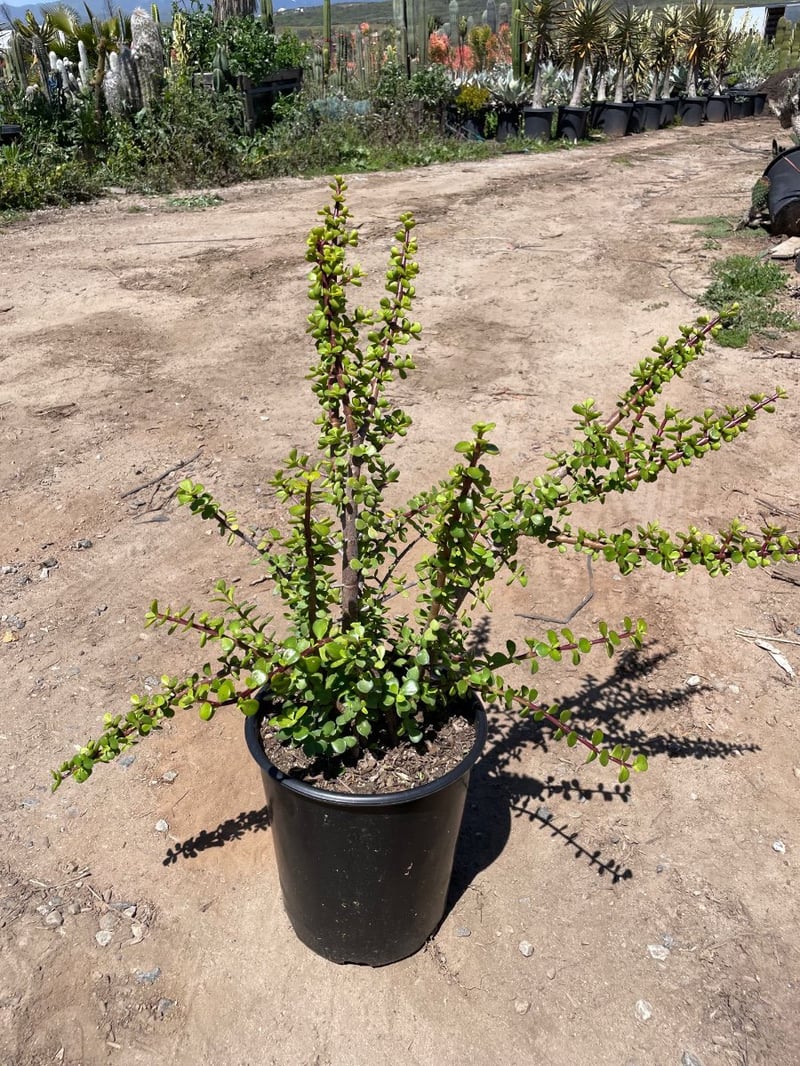 Photo for Portulacaria afra (Elephant's Food)