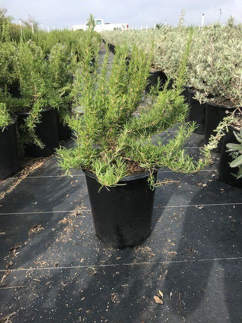 Photo for Rosmarinus officinalis 'Tuscan Blue' (Tuscan Blue Rosemary)