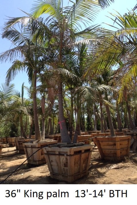 Photo for Archontophoenix cunninghamiana (Multi) (King Palm (Multi))