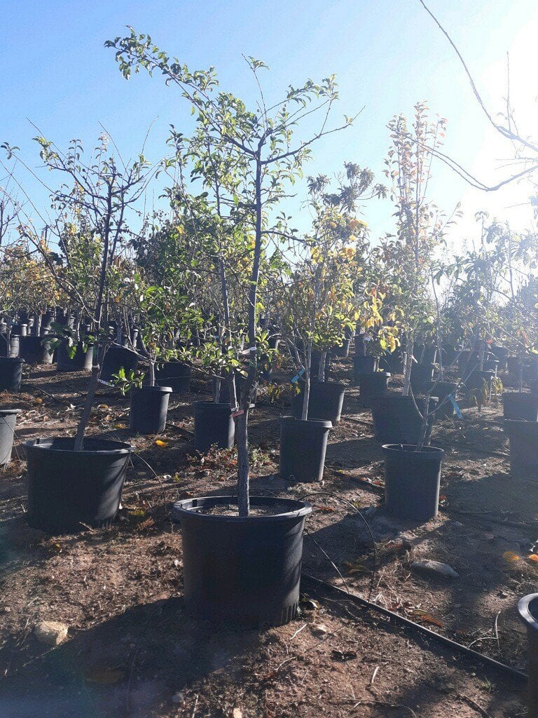 Photo for Prunus cerasifera (Cherry Plum, Myrobalan)