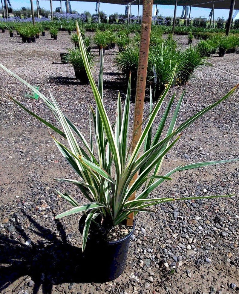 Photo for Dianella tasmanica Wyeena 'TAS300' (White Striped Tasman Flax Lily)