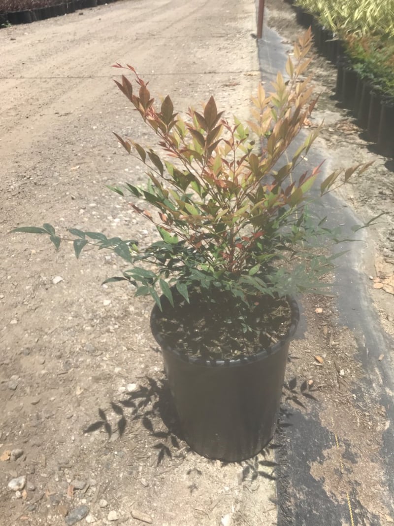 Photo for Nandina domestica 'Gulf Stream' (Gulf Stream Heavenly Bamboo)