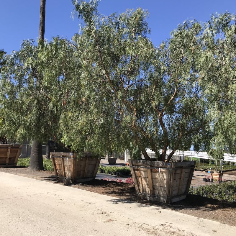 Photo for Schinus molle (Low Branch) (California Pepper Tree)
