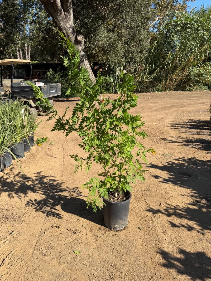 Photo for Tecoma x alata 'Orange Jubilee' (Orange Jubilee)