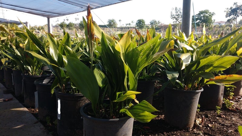 Photo for Aspidistra elatior (Cast Iron Plant)