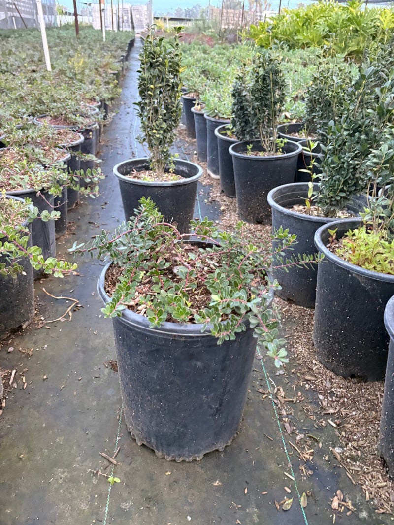 Photo for Arctostaphylos 'Emerald Carpet' ('Emerald Carpet' Manzanita)