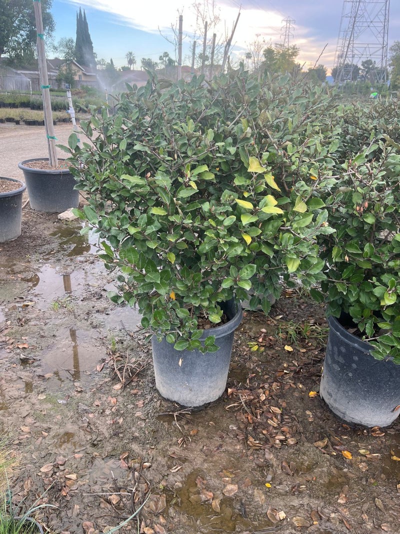 Photo for Elaeagnus pungens 'Fruitlandii' (Fruitland Silverberry)