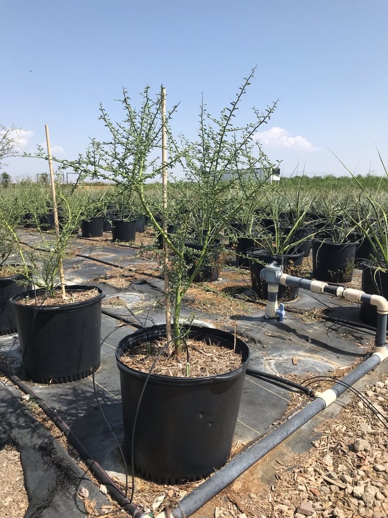 Photo for Parkinsonia microphyllum (Foothills Palo Verde, Little Leaf Palo Verde)