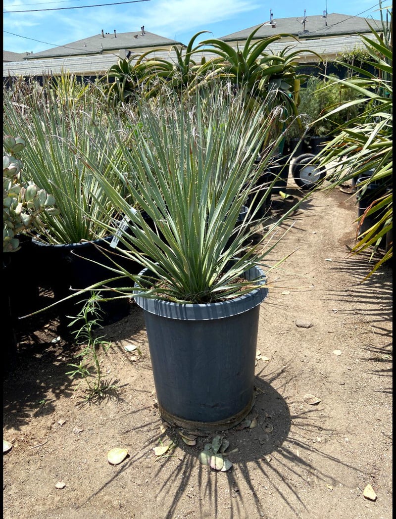 Photo for Dasylirion wheeleri (Spoon Yucca, Blue Sotol)