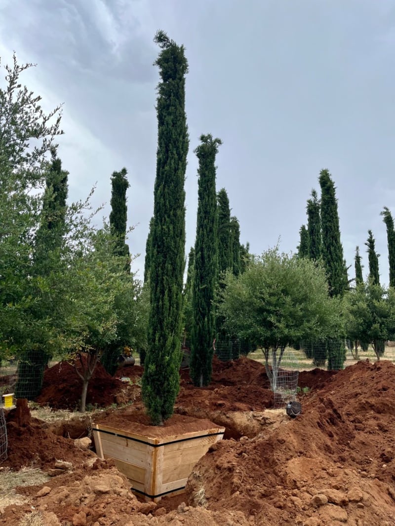Photo for Cupressus sempervirens (Italian Cypress)