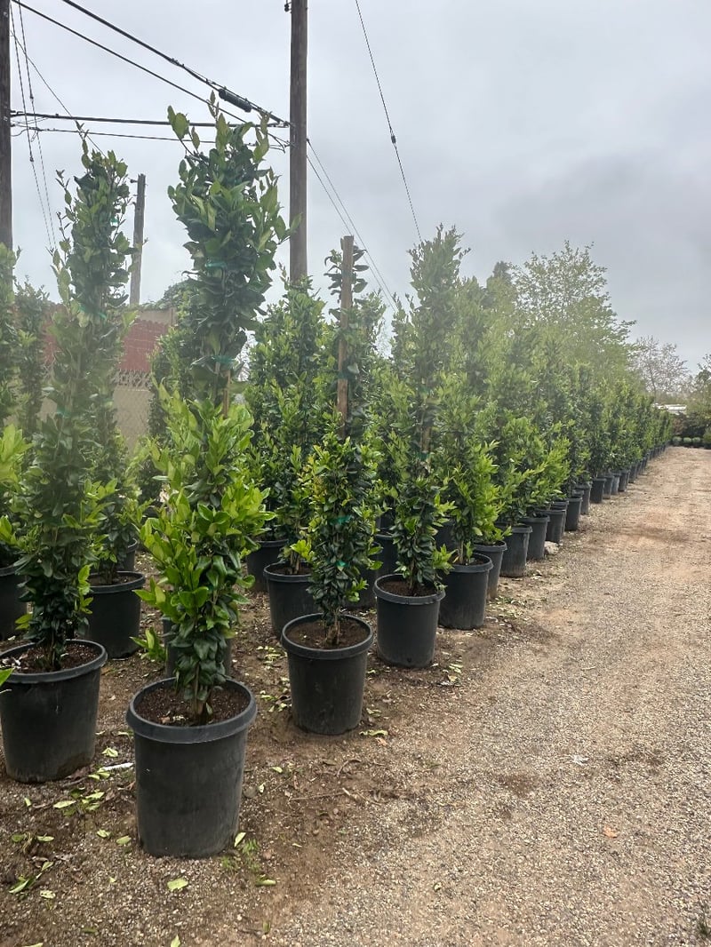Photo for Ligustrum japonicum 'Texanum' (Staked) (Waxleaf Privet japonicum)