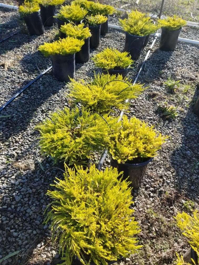 Photo for Coleonema pulchrum 'Sunset Gold' (Sunset Gold Breath of Heaven, Diosma)