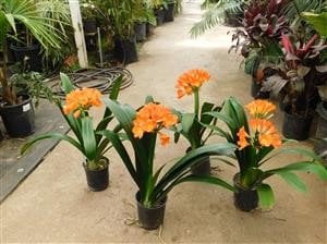 Photo for Clivia miniata (Natal Lily)