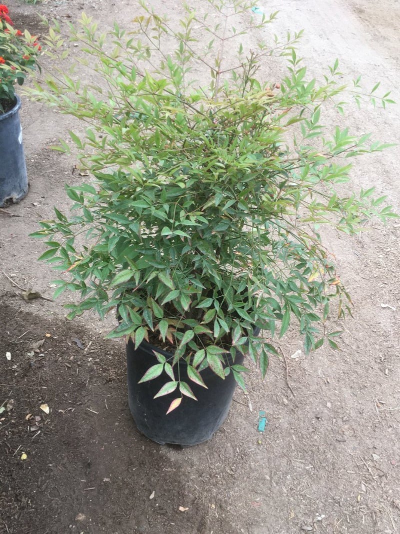Photo for Nandina domestica 'Harbour Dwarf' (Harbour Dwarf Heavenly Bamboo)