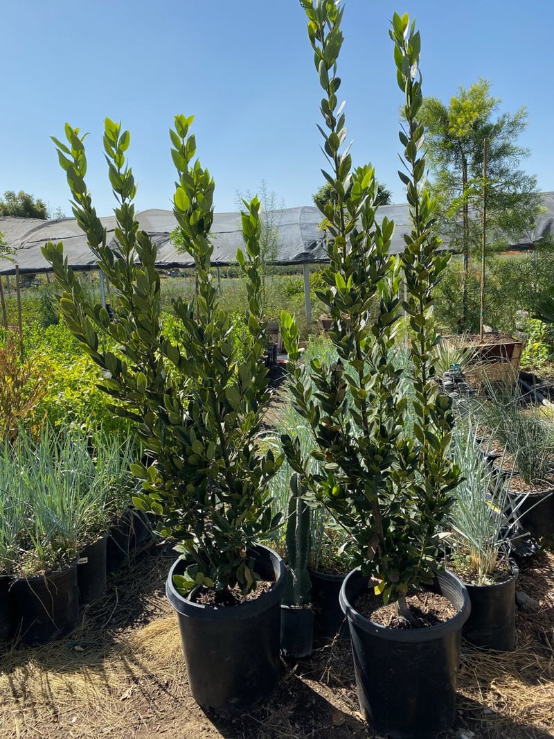Photo for Laurus nobilis (Column) (Sweet Bay)