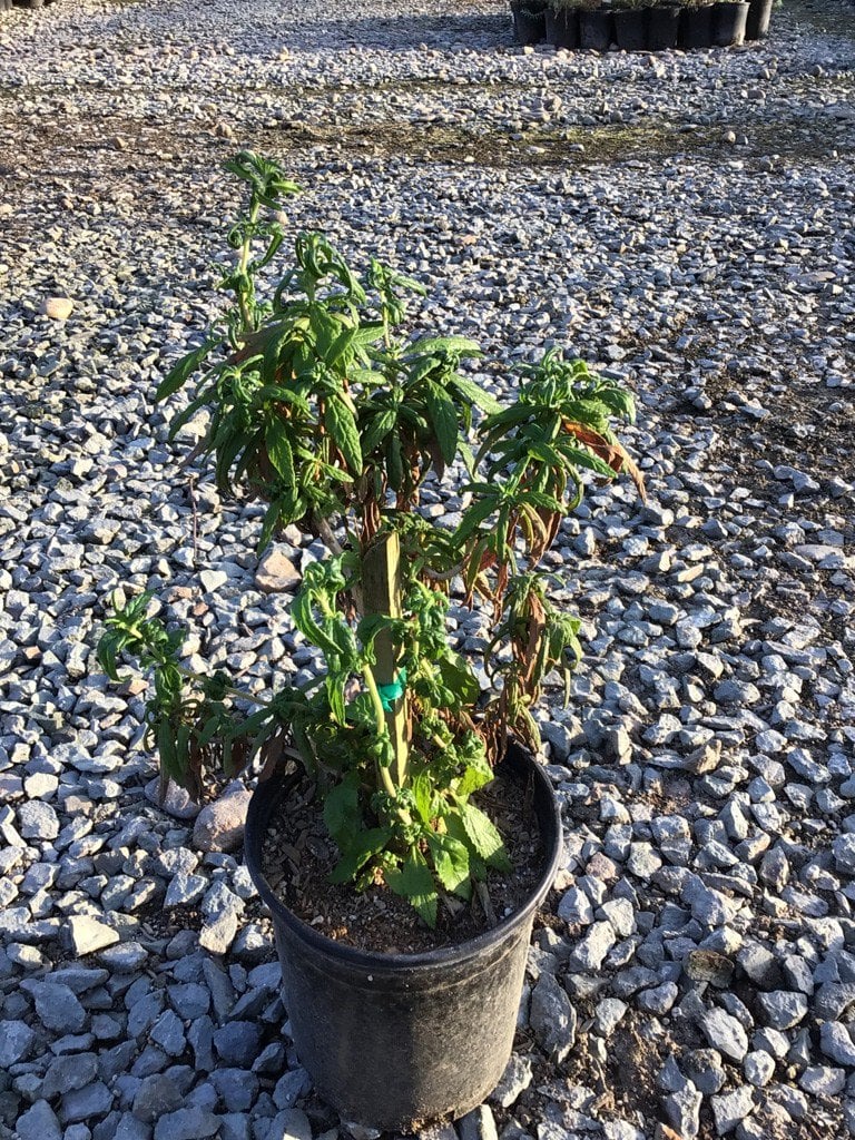 Photo for Mimulus auriantacas (Sticky Monkey Flower)