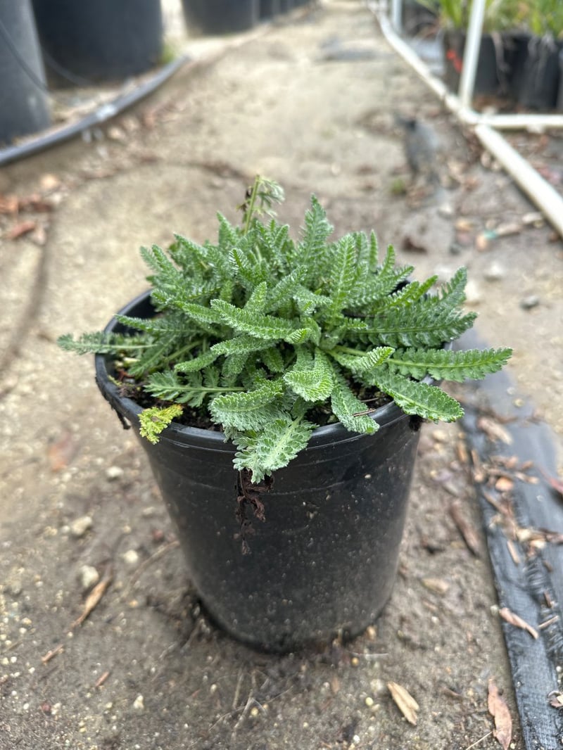 Photo for Achillea 'Moonshine' (Moonshine Yarrow)