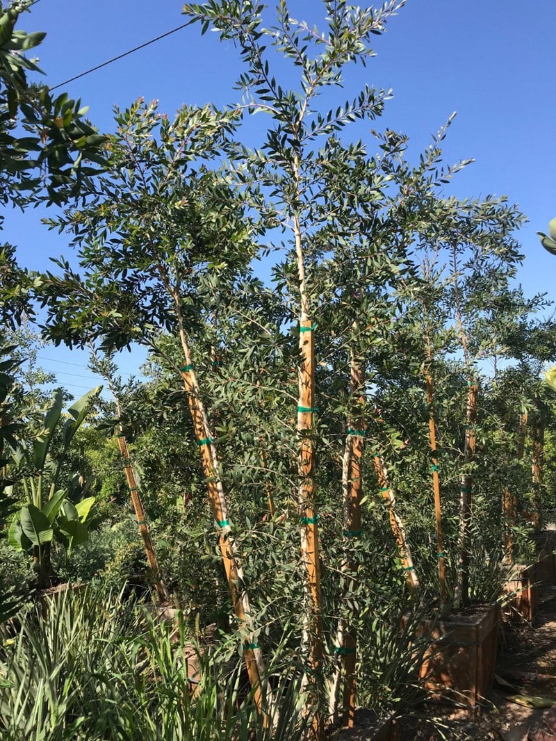 Photo for Melaleuca quinquenervia (Multi) (Cajeput Tree, Paperbark Tree)