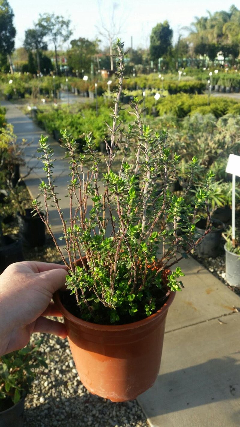 Photo for Teucrium chamaedrys (Wall Germander)
