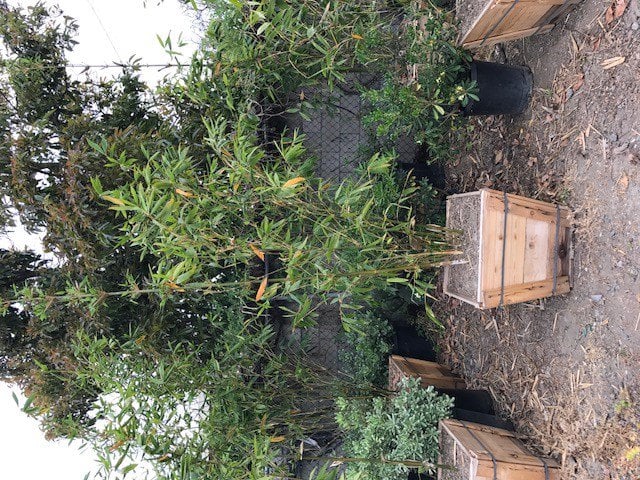 Photo for Bambusa oldhamii (Giant Timber Bamboo)