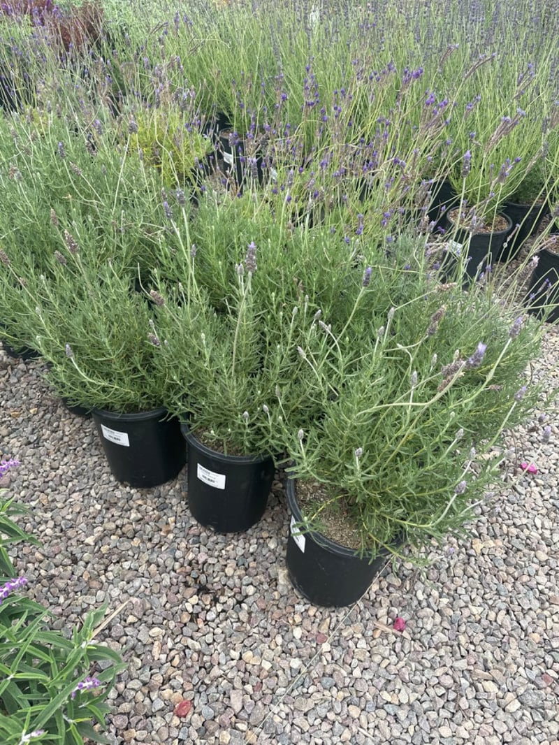 Photo for Lavandula dentata (French Lavender)