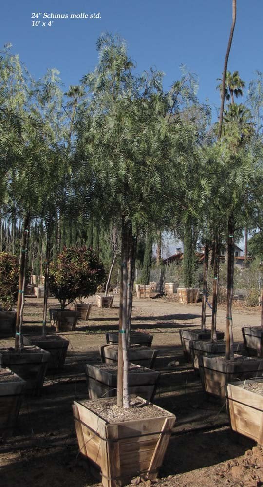 Photo for Schinus molle (Standard) (California Pepper)