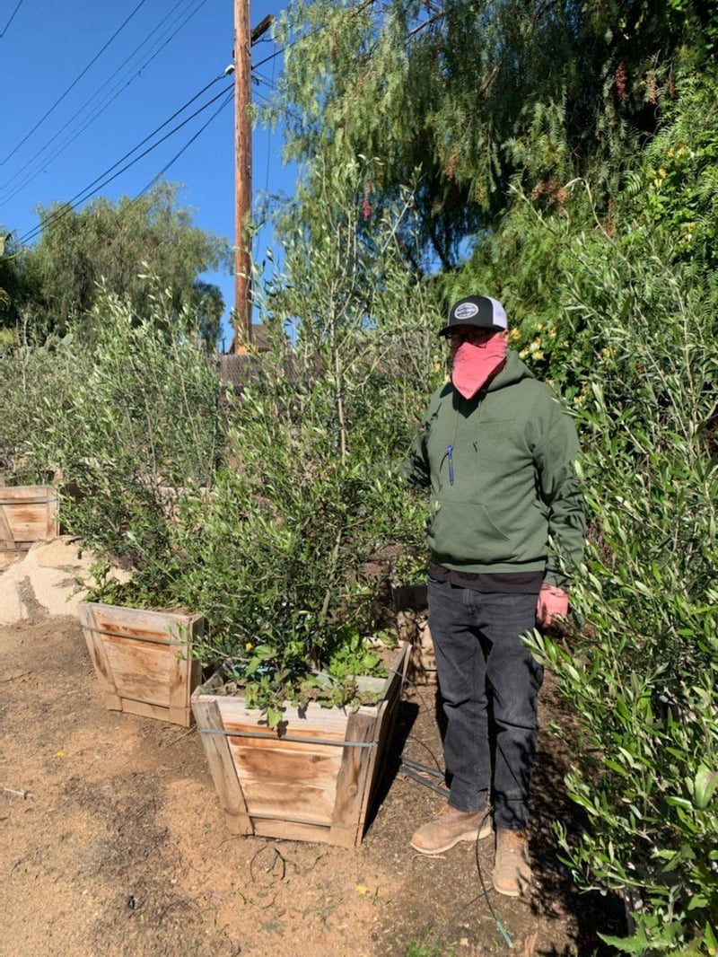 Photo for Olea europaea 'Fruitless' (Multi) (Fruitless Olive)