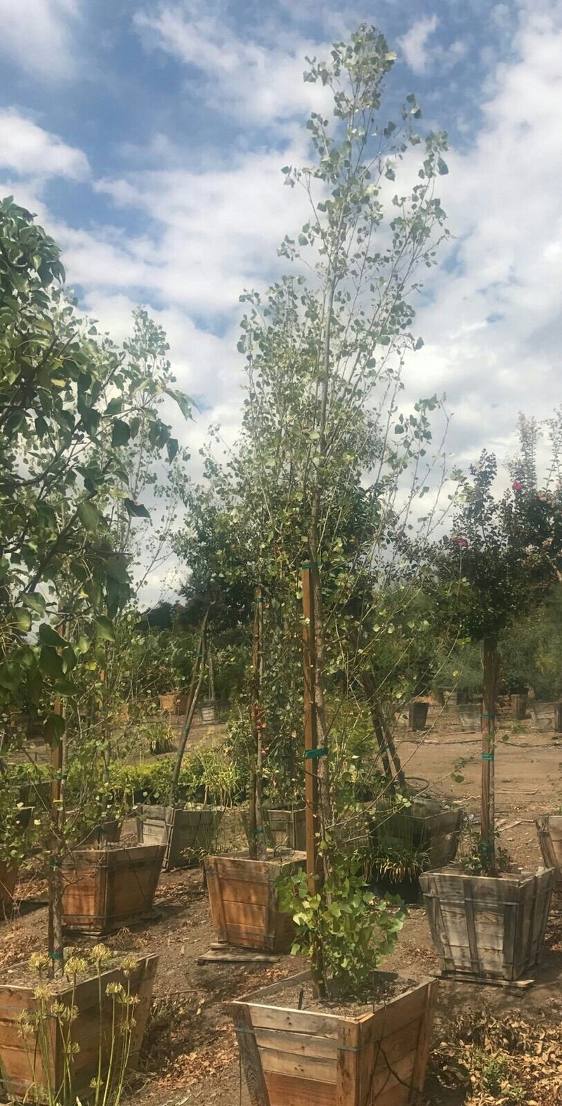 Photo for Populus fremontii (Western Cottonwood)