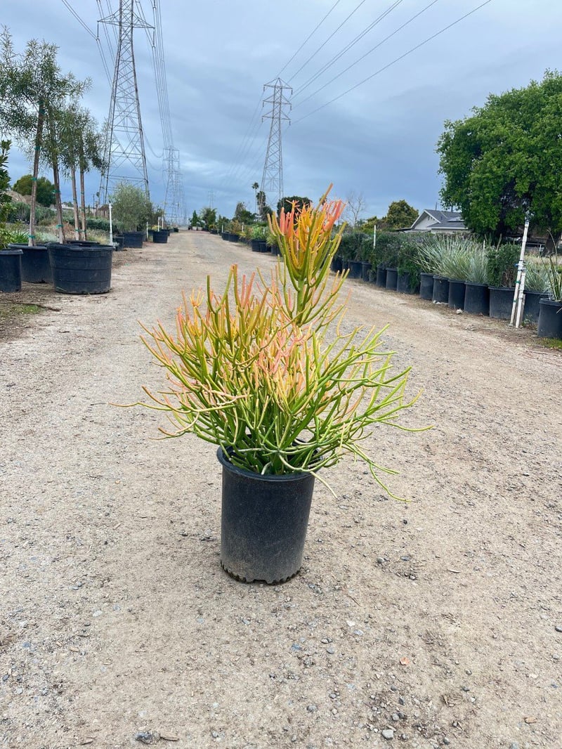 Photo for Euphorbia tirucalli 'Sticks on Fire' (Red Pencil Tree)
