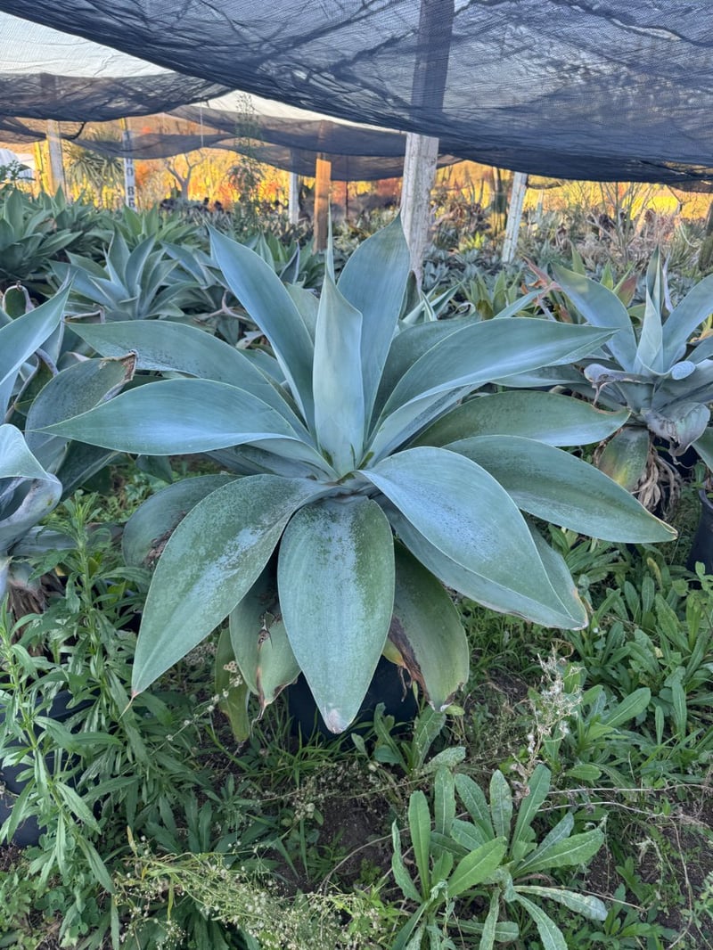 Photo for Agave attenuata 'Boutin Blue' (Boutin Blue Fox Tail Agave)