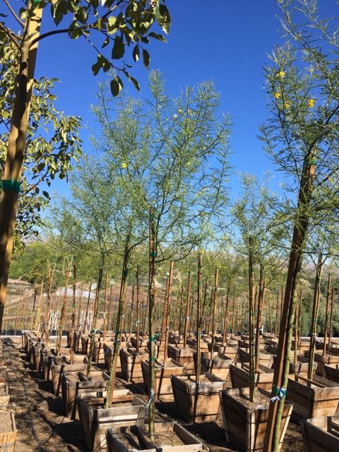 Photo for Cercidium floridum (Parkinsonia florida) (Blue Palo Verde)