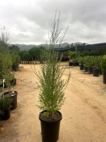 Photo for Pittosporum tenuifolium ‘Oliver Twist’ (Oliver Twist Kohuhu)
