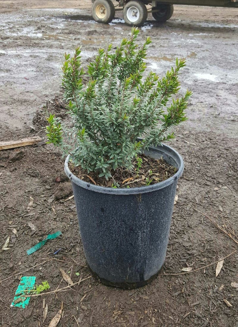 Photo for Myrtus communis 'Compacta' (Dwarf Myrtle)