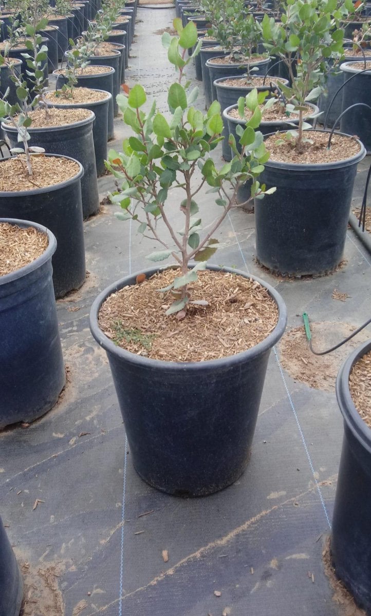 Photo for Rhus integrifolia (Lemonade Berry)