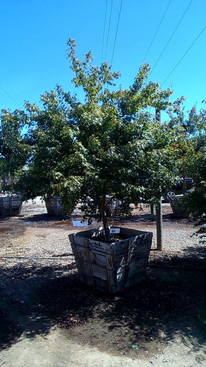 Photo for Acer palmatum (Japanese Maple)