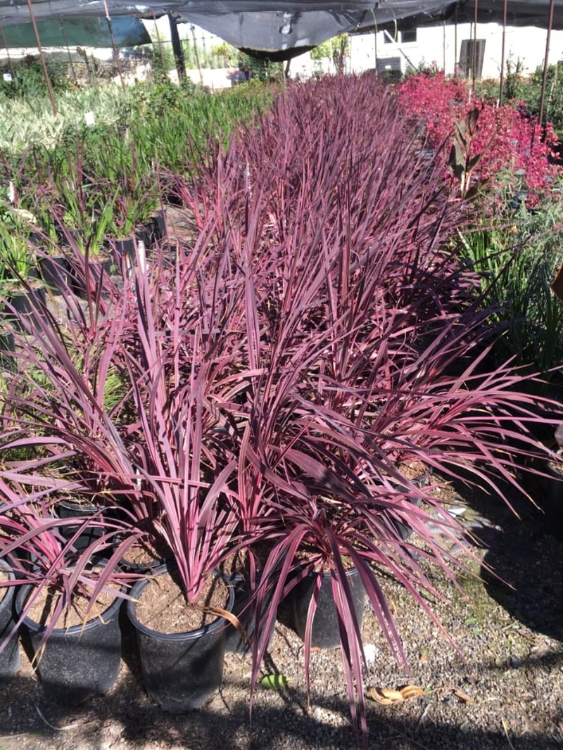 Photo for Cordyline banksii Electric Pink (Electric Pink Grass Tree)