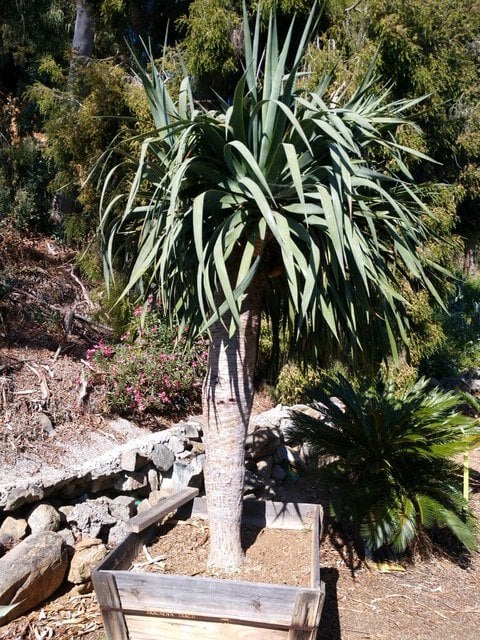 Photo for Dracaena draco (Standard) (Dragon Tree)