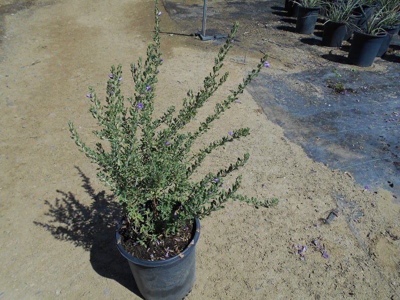 Photo for Leucophyllum candidum 'Thunder Cloud' (Thunder Cloud Texas Sage)
