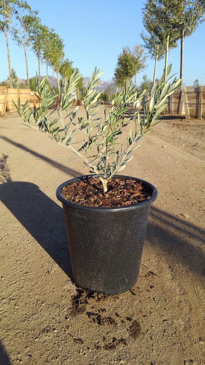 Photo for Olea europaea Standard 'Little Ollie' (Standard) (Little Ollie Olive)