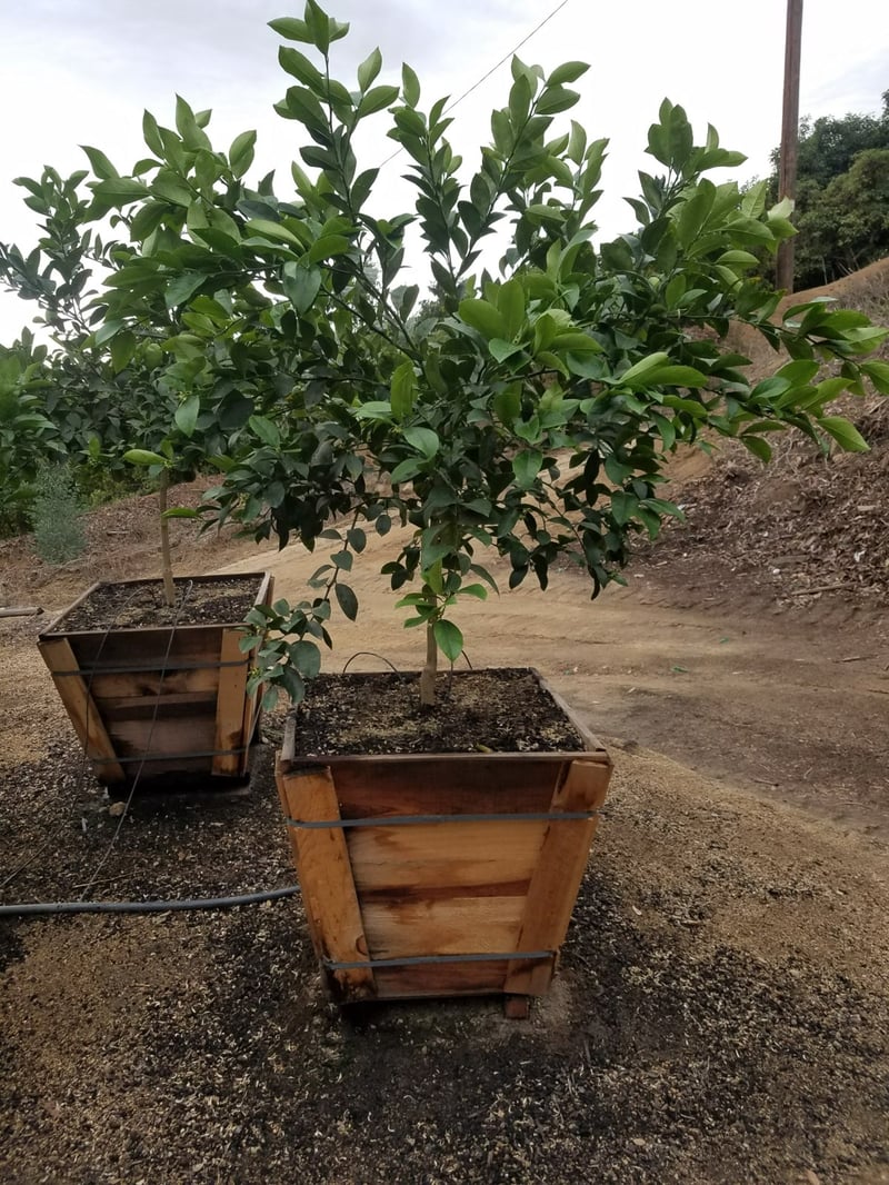 Photo for Citrus limon 'Meyer Improved' (Improved Meyer Lemon)