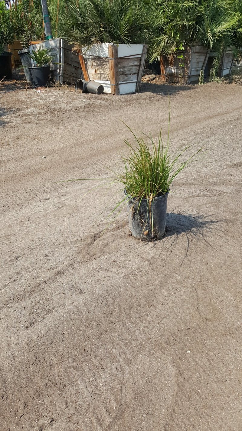 Photo for Carex pansa (California Meadow Sedge)