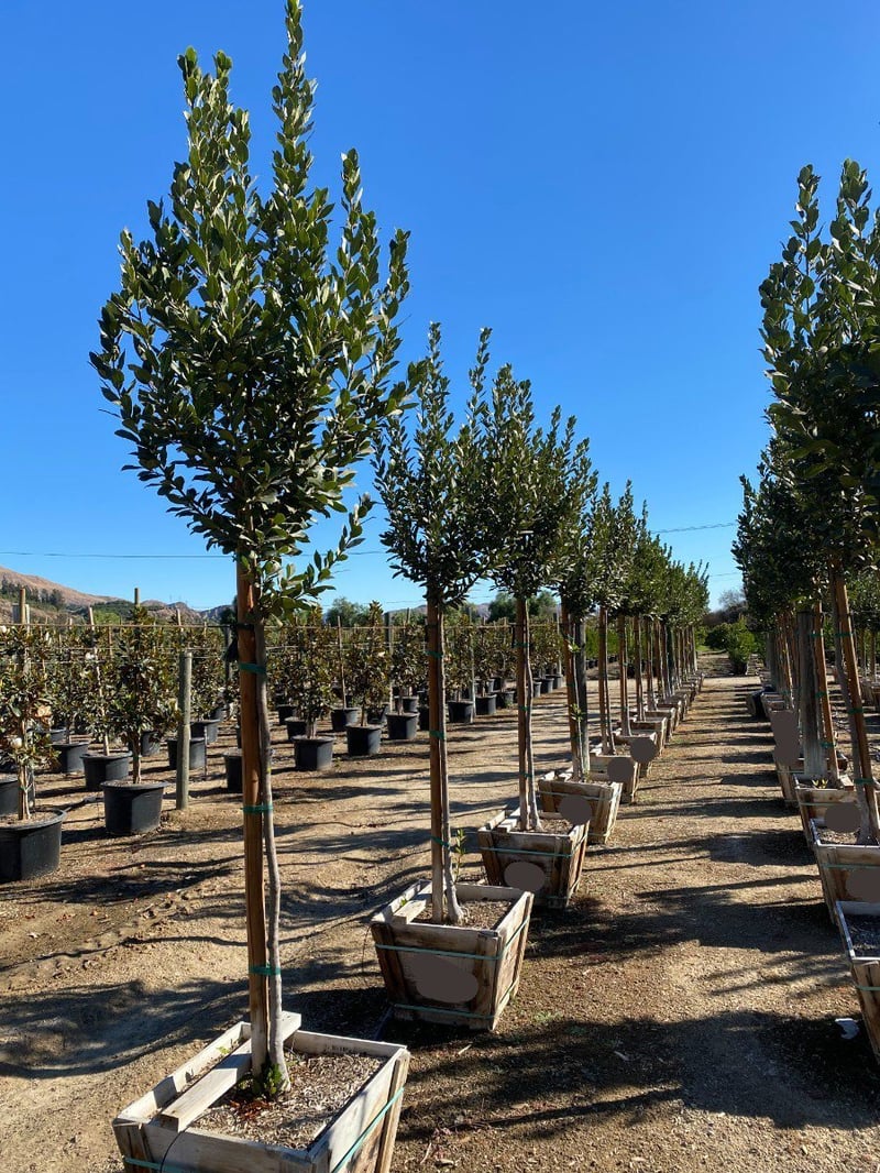 Photo for Laurus nobilis (Standard) (Sweet bay)