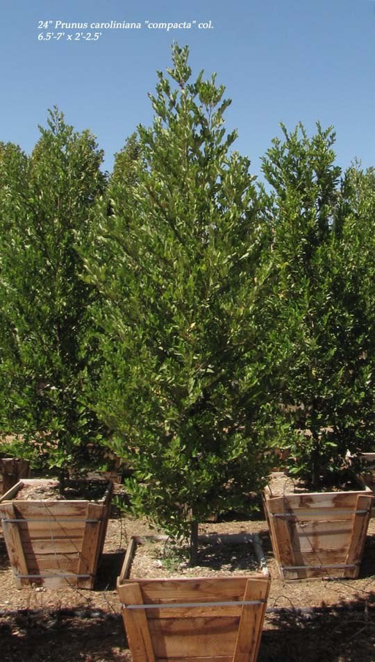 Photo for Prunus caroliniana (Carolina Cherry Laurel)