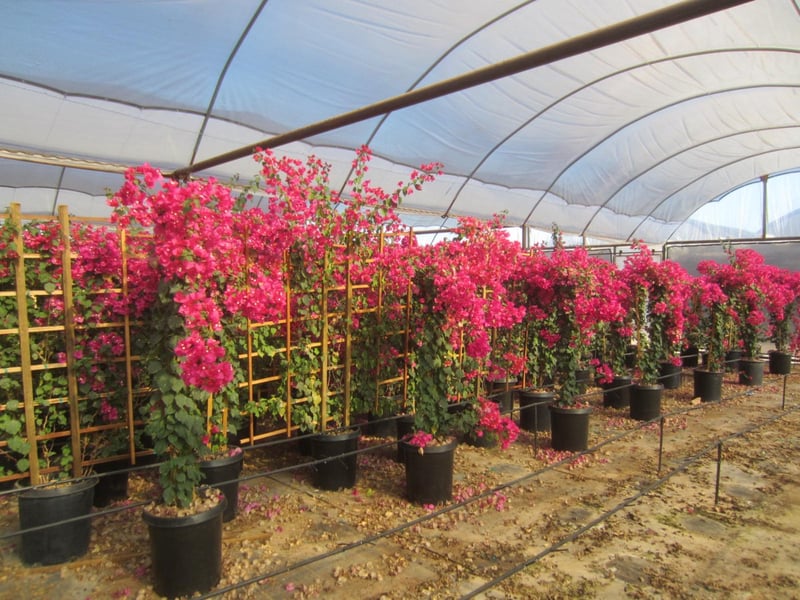 Photo for Bougainvillea 'Barbara Karst' (Espalier) (Barbara Karst Bougainvillea)