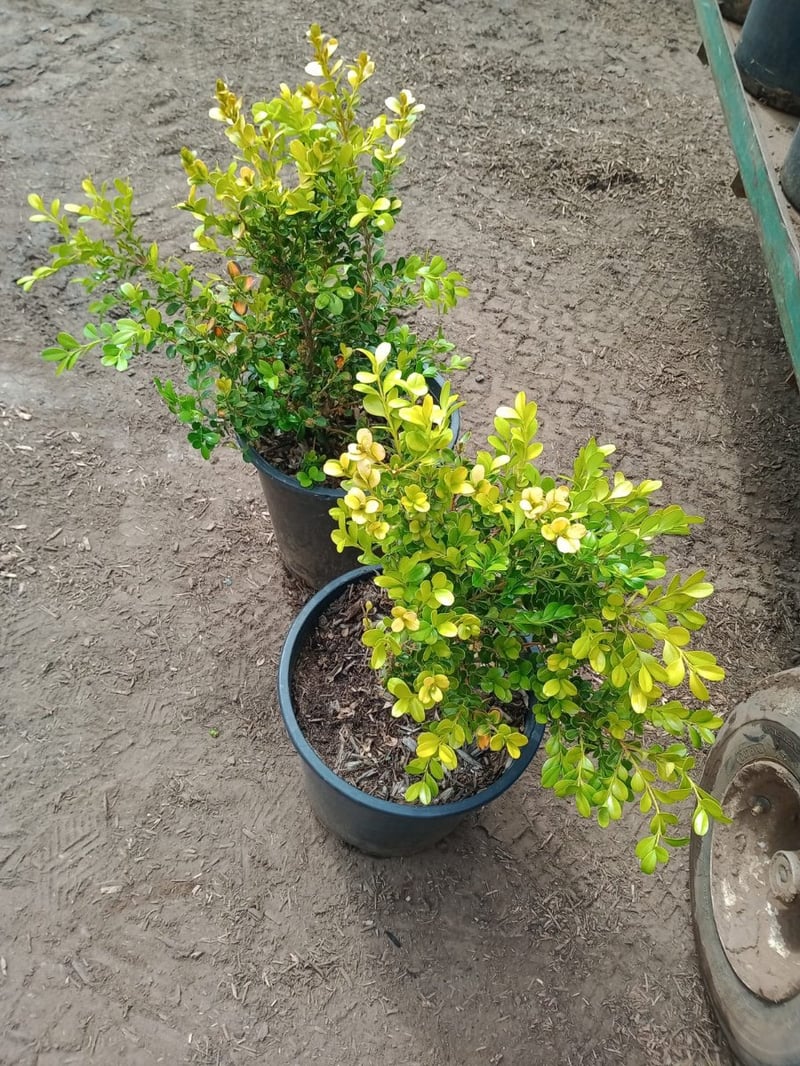 Photo for Buxus (Boxwood)