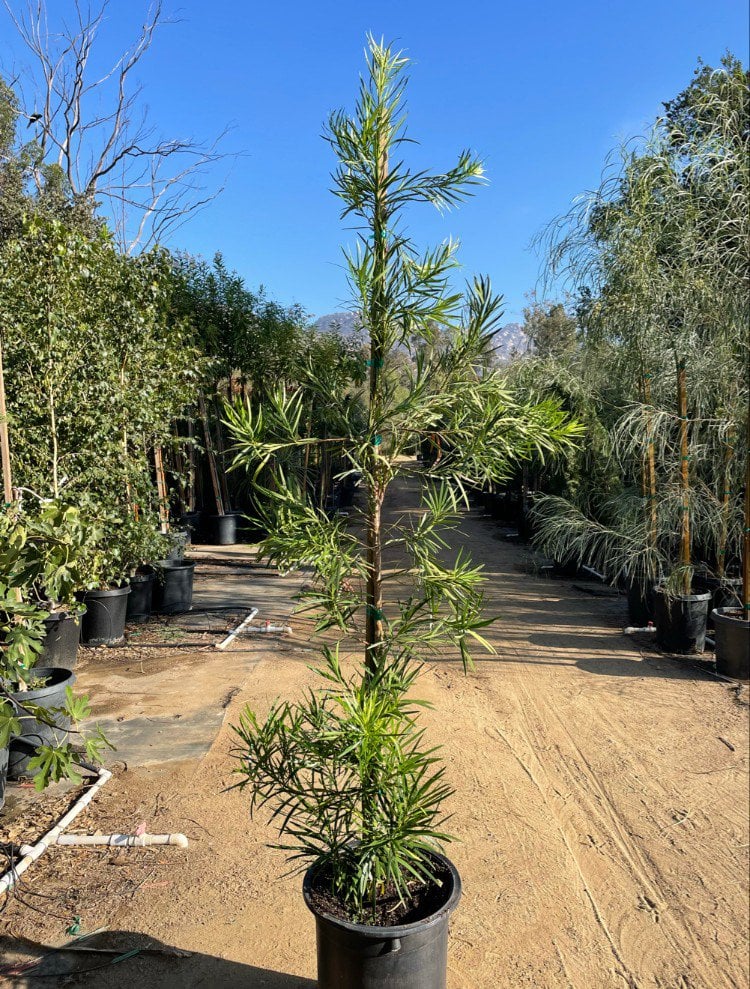 Photo for Podocarpus macrophyllus (Column) (Yew Pine)