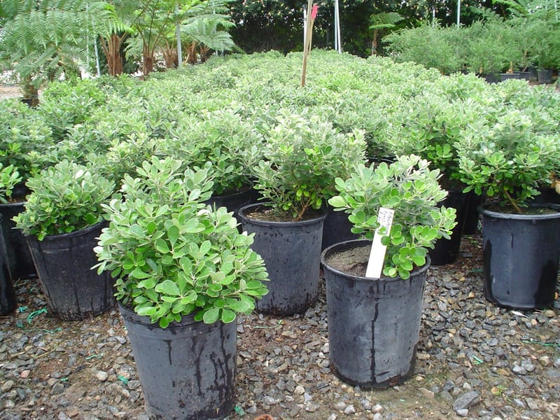 Photo for Pittosporum crassifolium 'Compactum' (Dwarf Karo)