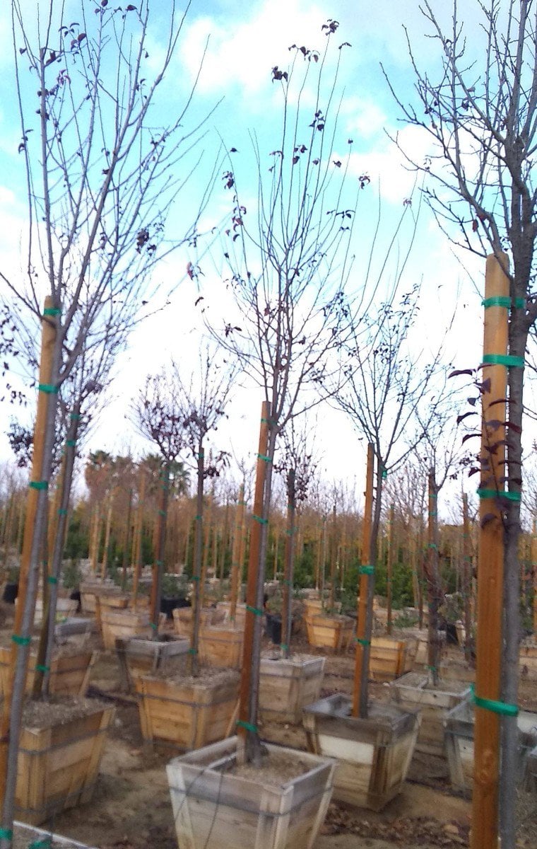 Photo for Prunus cerasifera 'Krauter Vesuvius' (Krauter Vesuvius Cherry Plum)