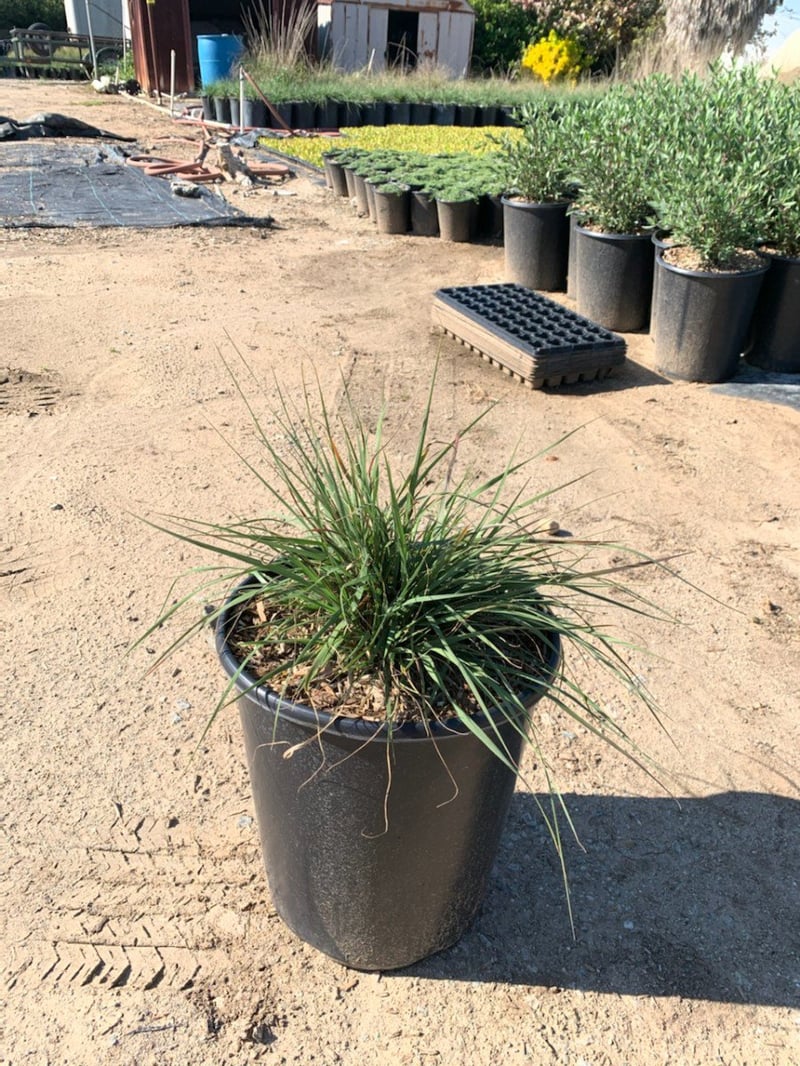 Photo for Muhlenbergia rigens (Deer Grass)