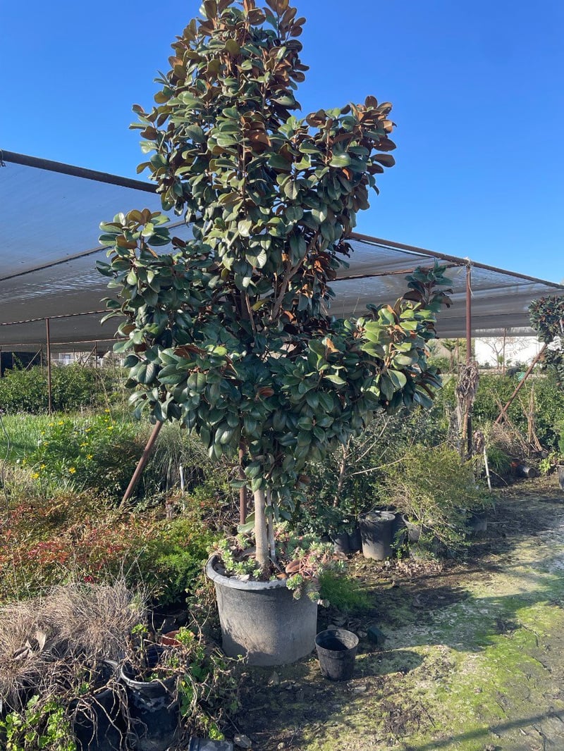 Photo for Magnolia grandiflora 'Little Gem' (Standard) (Little Gem Magnolia)